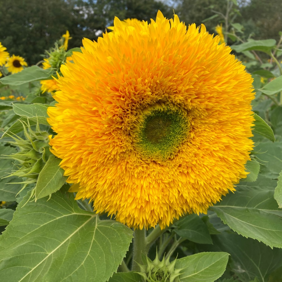 Sunflower Seeds Sonic Teddy